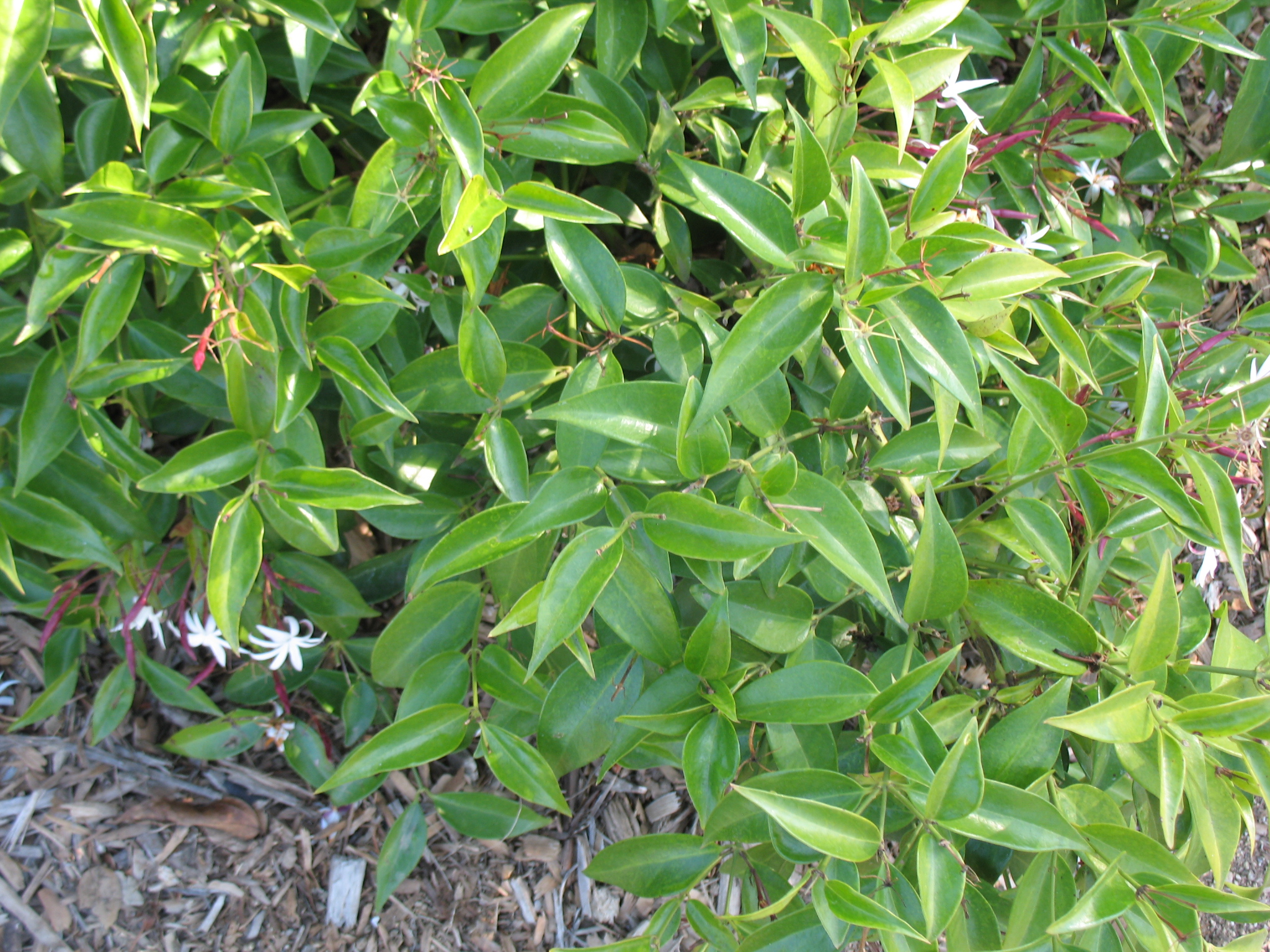 Online Plant Guide Jasminum nitidum / Angelwing Jasmine, Star Jasmine